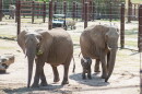 Talia, Bomani and Xolani walk around the Sedgwick County Zoo's elephant exhibit, picking up food and leaves along the way. Talia gave birth to Bomani nearly two weeks ago.