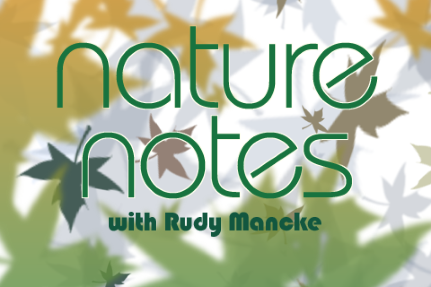 NatureNotes logo