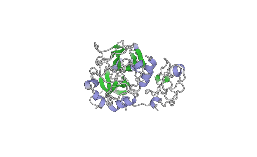 A computer illustration of prothrombin's structure, created by Di Cera's lab.