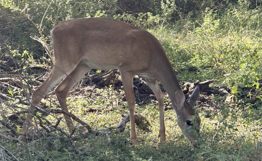 A deer at the park