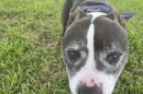 Coco Melon has a sweet disposition and is available for adoption from the Patty Baker Naples Humane Society.