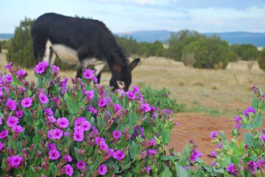 Photo of Desert Four O'Clock