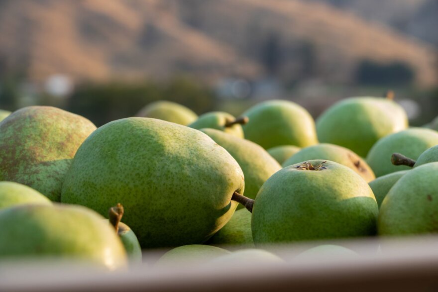 Green pears are stacked on top of eachother 