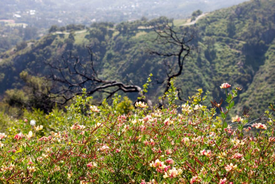 A community forum to help with wildfire preparedness is being hosted by Santa Barbara Botanic Garden on Tuesday