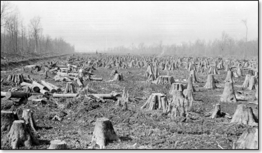Cypress stump field in the southeast lowlands in 1917. Courtesy of the Missouri State Archives.