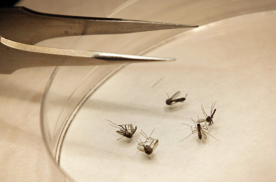 Mosquitos are sorted at a mosquito lab.