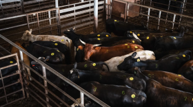 Cattle in the holding pen before being moved through the auction ring at the West Auction barn in West, Texas on June 11, 2026.