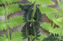 Interrupted fern closeup