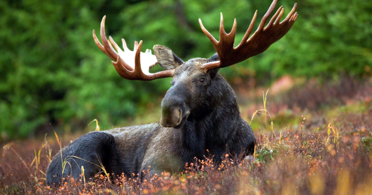 Deer Parasites Threaten New York's Moose Population