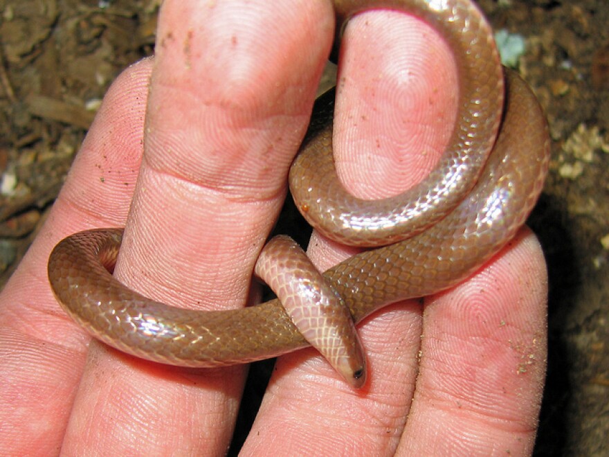 Eastern Worm Snake