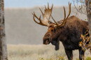  A bull moose stands in some trees.