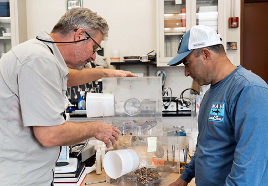 Mark Wright and Luis Aristizabal examine the coffee berry borer in the cages at UHM.