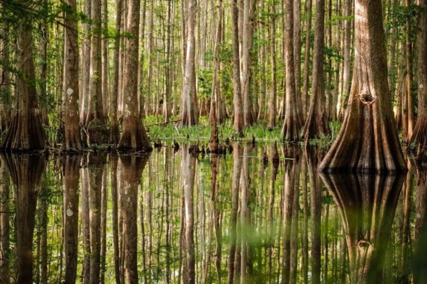 Lake Hatchineha Watershed Florida Forever Project