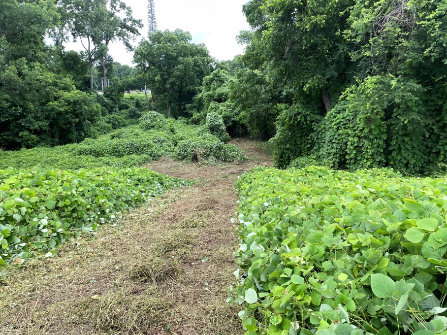A trail through the kudzu, somewhere near where Fort Pickens awaits rediscovery.