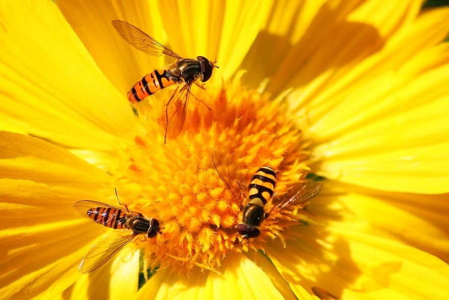 Honey Bees