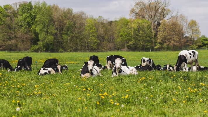 Heifers on Pasture