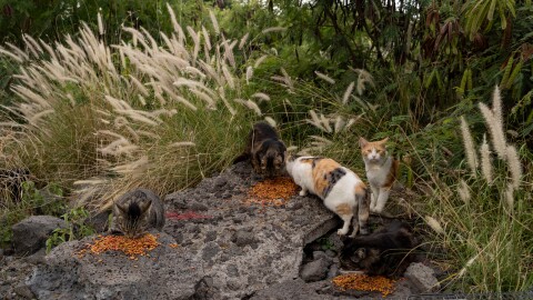 Stray cats gather to eat near the Kealakehe Transfer Station and Recycling Center, Dec. 2, 2025, in Kailua-Kona, Hawaiʻi.