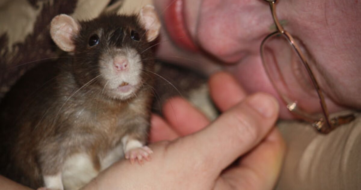 Idaho StoryCorps One Woman Learns To Love Rats Boise State Public Radio