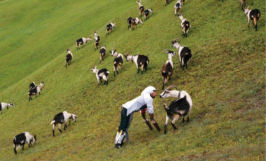 Wearing his prosthetic, goat-like legs (and a crash helmet, just in case), Thomas Thwaites interacts with an alpine goat.