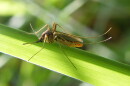 As many as a billion people around the world could be newly exposed to the diseases spread by mosquitoes within the next fifty years as global temperatures rise.