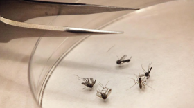 Mosquitoes transmit West Nile virus to humans. There have been three reported human cases in Denton County this year.