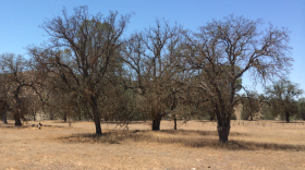 Three dying oak trees are surrounded by brown, dry grass.