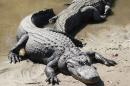 Two American Alligators (Alligator mississippiensis), Florida, USA