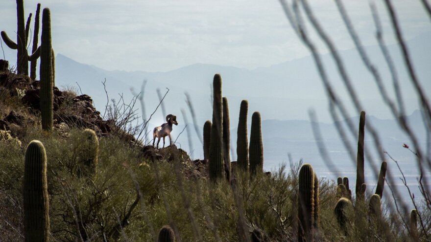 A desert bighorn sheep 