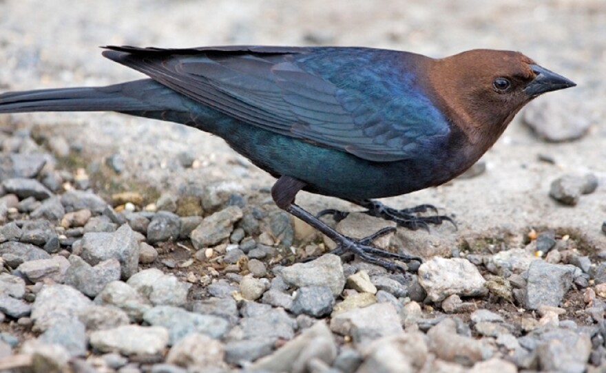 A Brown-Headed Cowbird