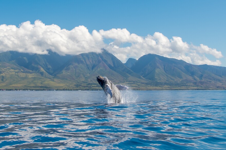 Calf breaching in the waters of West Maui.