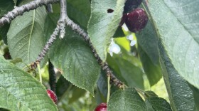 Cherries seen on a vine tree hang from a tree. 