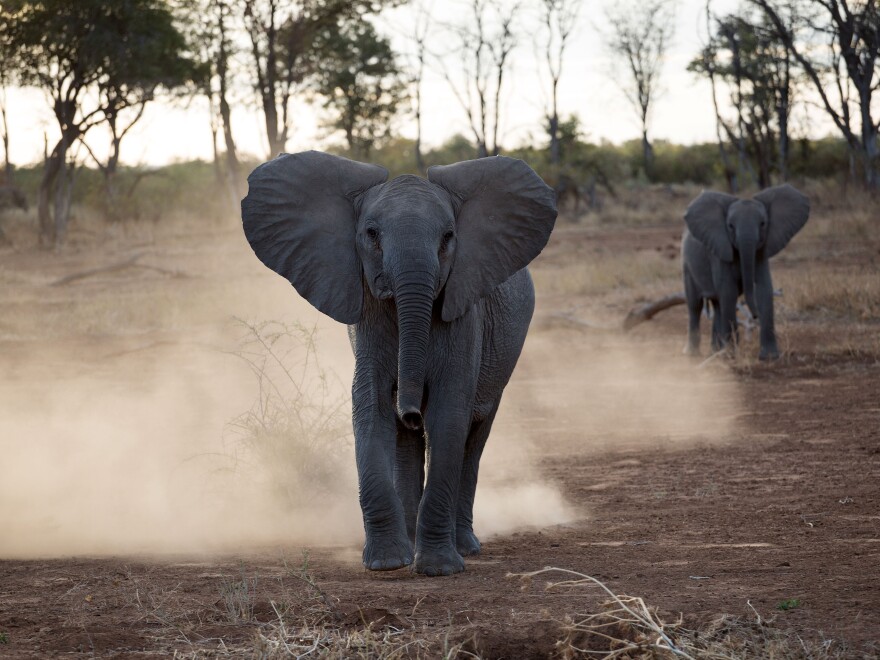 African elephants in the Venetia Limpopo Nature Reserve in South Africa. De Beers Group announced Monday that some elephants will be relocated to Zinave National Park in Mozambique.