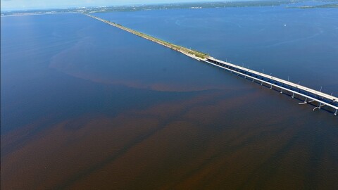 Photo of algae outbreak in Old Tampa Bay