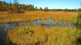 Michigan Wetland