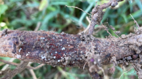 Red crown rot is caused by a soil-borne fungus that can persist in the fields for years.