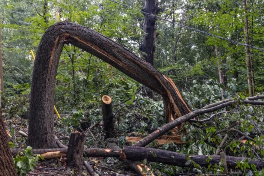 Bent and broken trees in a forest.