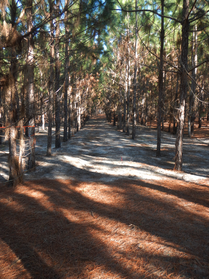 Raking exposes the barren forest floor.