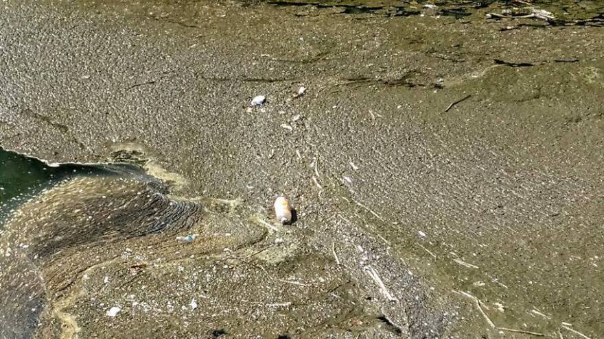 A used water bottle floats in a creek in the Great Lakes watershed (photo: Angelica Morrison)