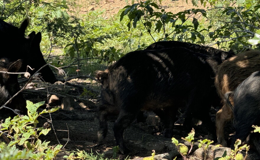 Choctaw hogs