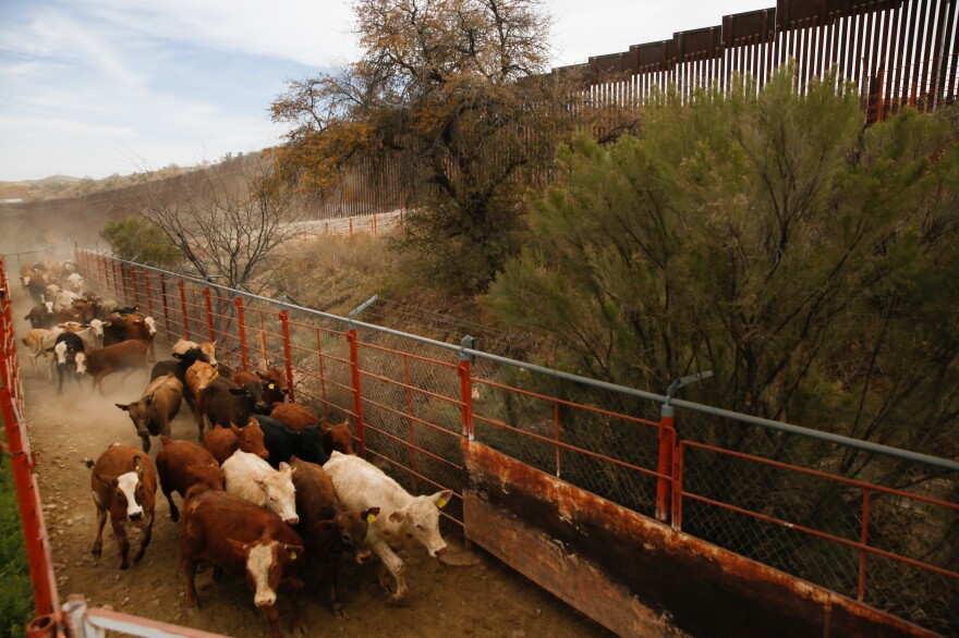 Cattle careen down the dusty hillside and are funneled into pens on the U.S. side.