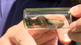 Spotted lanternflies are an invasive species native to southeast Asia.