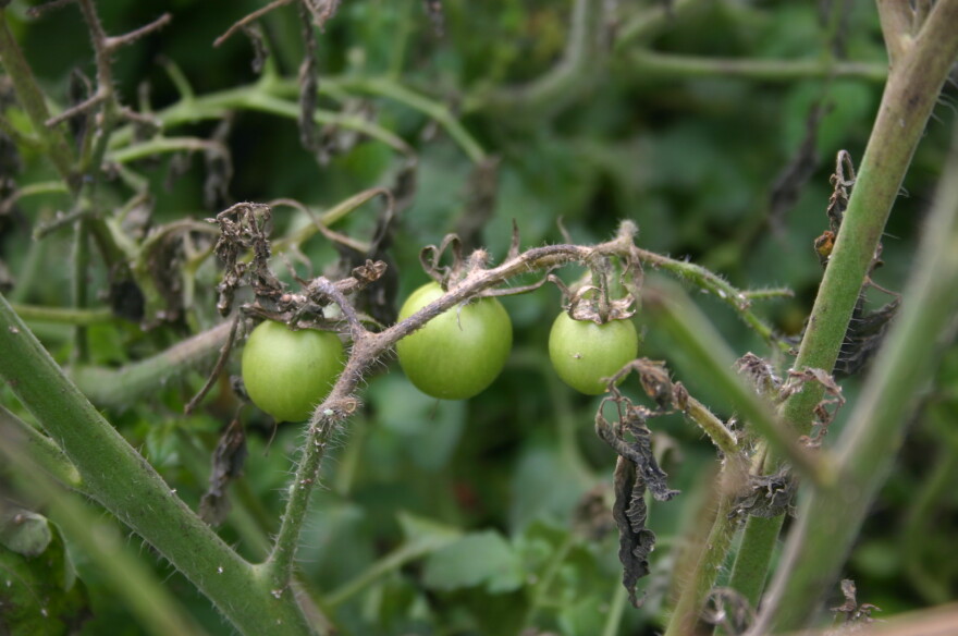 A close-up of three unripe tomatoes that sprouted from the unpressed biosolids pile at the Yellow Springs Wastewater Treatment Plant. 