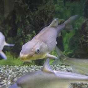 A Colorado River razorback sucker fish is shown swimming in a tank at the U.S. Fish and Wildlife Service office in Lakewood, Colo. (Dan Elliott/AP)