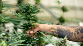 Qualla Enterprises is a seed-to-sale operation that grows the cannabis plants from seeds then creates 265 products in-house which will be for sale recreationally for the first time on Saturday.