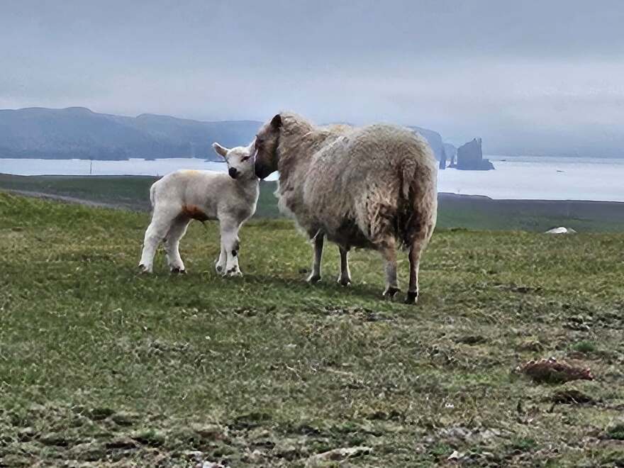 Sheep and dog standing together on green grass in Iceland