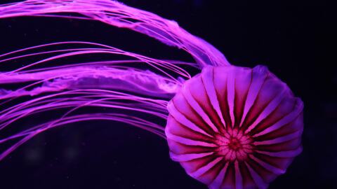 A Japanese sea nettle is displayed at the Jellyfish Museum, a facility that is home to about 20 unique species of jellyfish found in Florida and other parts of the world, Friday, Aug. 14, 2026, in Pompano Beach, Fla.