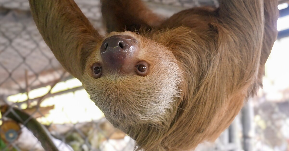 Another sloth from Sloth World dies, leaving eight at zoo in Sanford
