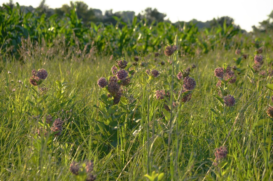 Common milkweed