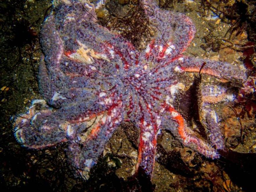 sunflower sea star wasting disease 