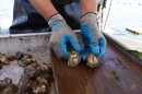 Curole lays two oysters side by side on his boat’s sorting table.